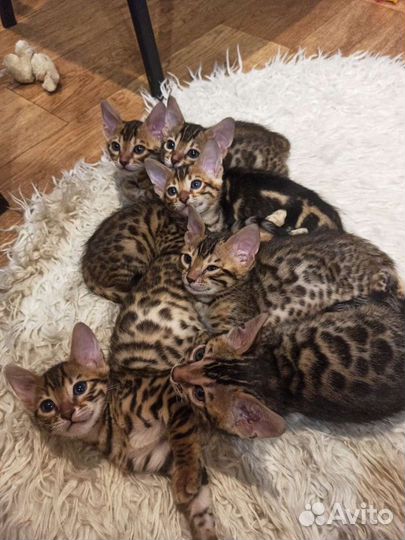 Бенгальские котята