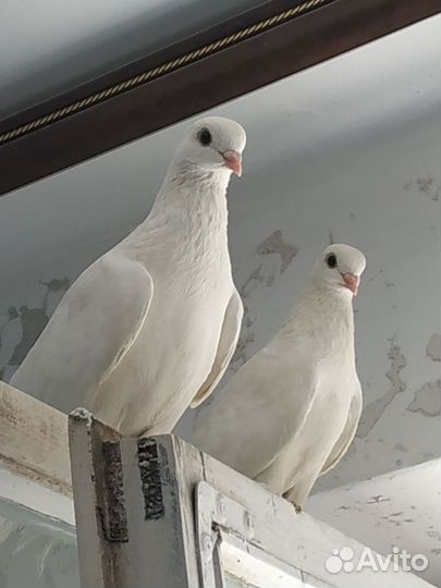 Продажа бакинских голубей
