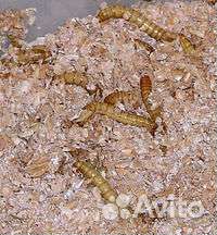 Корм для рептилий