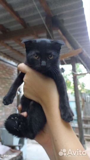 Кошка в дар бесплатно