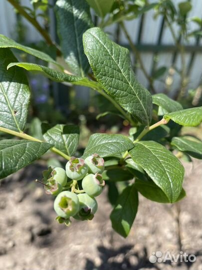 Саженцы голубики и клюквы