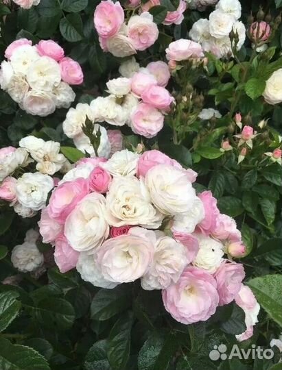 Роза Букет Парфе, Динки, Эльмшорн и др мускусные