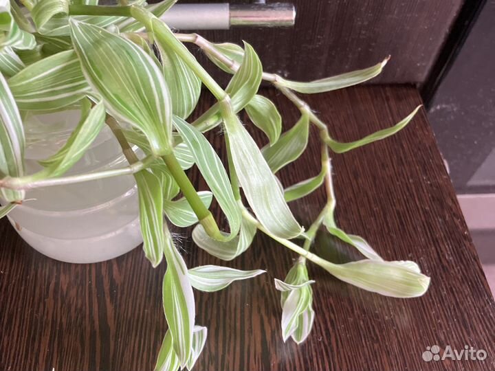 Традесканция