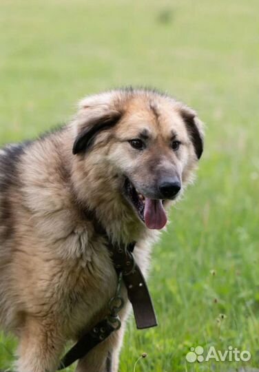 Метис кавказской овчарки Куршан в добрые руки