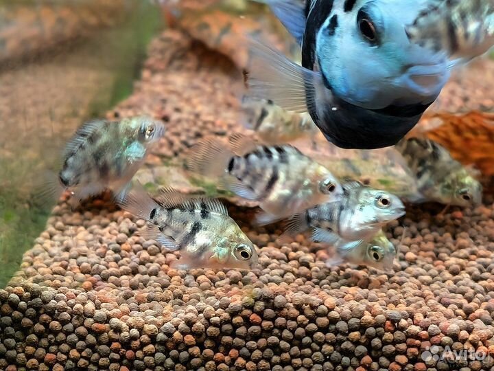 Аквариумные рыбки