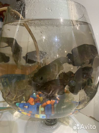 Астронотус