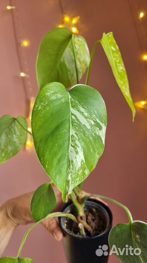 Монстера альба