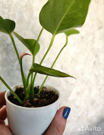 Антуриум Exota (экзота)