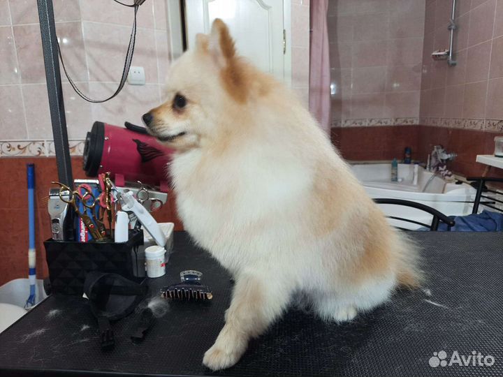 Померанский шпиц вязка