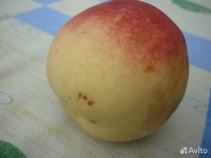 Саженцы Персика Белый лебедь