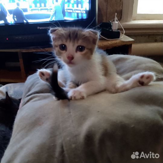 Кошки в добрые руки бесплатно