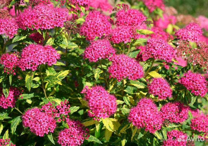 Саженцы декоративных культур