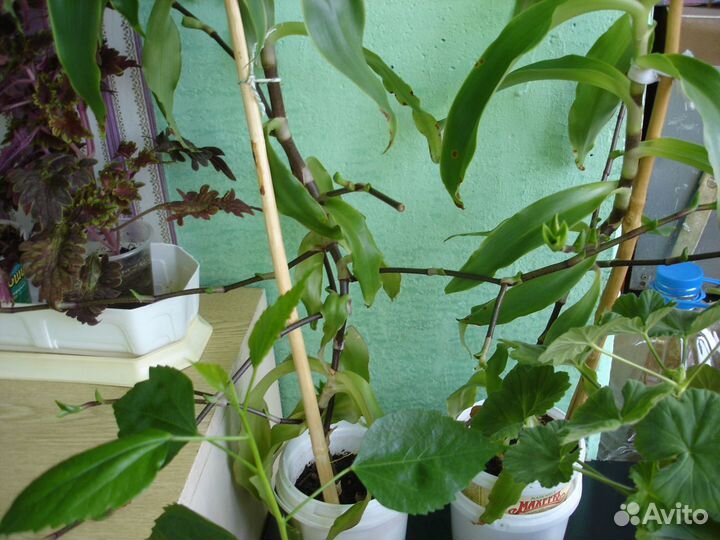 Алоэ, золотой ус, каланхоэ лекарственный