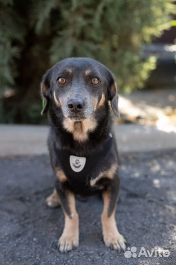 Собака в добрые руки