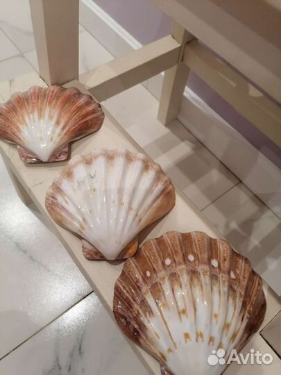 Ракушка морская разм 12*12(примерно)