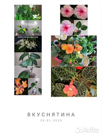 Комнатные Цветы почтой