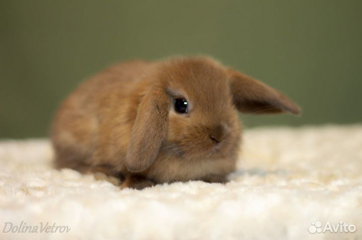 Минилопы шоколадные тюрины