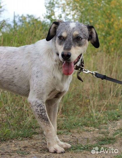 Собака Тито