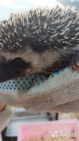 Ежик