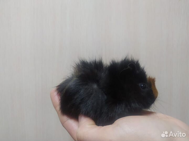 Морские свинки