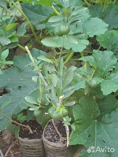 Саженцы мандарина