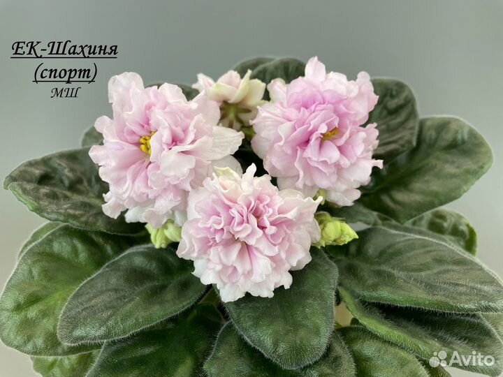 Фиалки (детки)