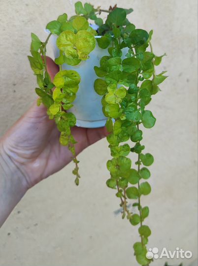 Вербейник монетчатый