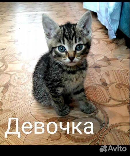 Ласковые малыши,мальчик/девочка,2-3мес.Отдам