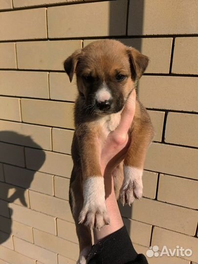 Стафф и немка щенки