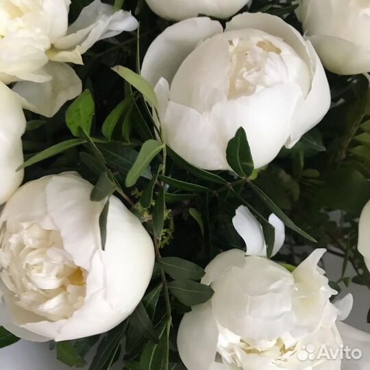 Цветы пионы