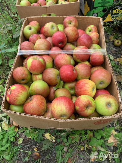 Яблоки Рутульские