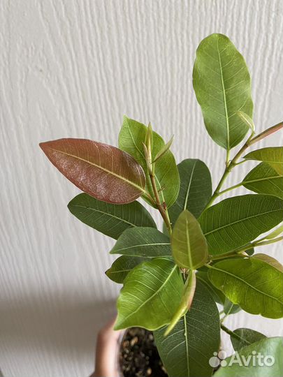 Фикус Суперба компакта