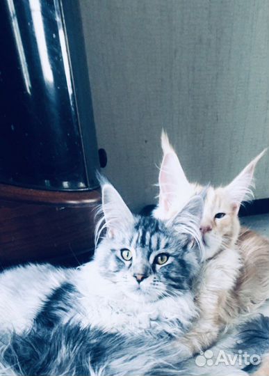 Котята мейн-кун полидакты вязка