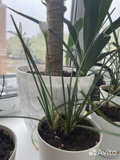 Зефирантес белый