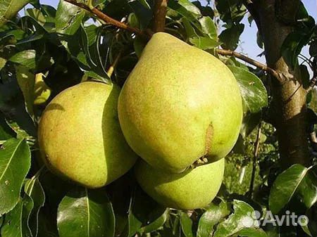 Груша Просто Мария