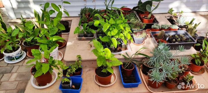 Экзотические растения