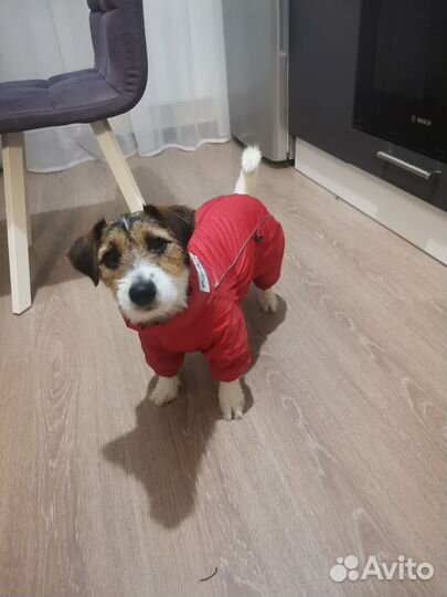 Одежда для собак