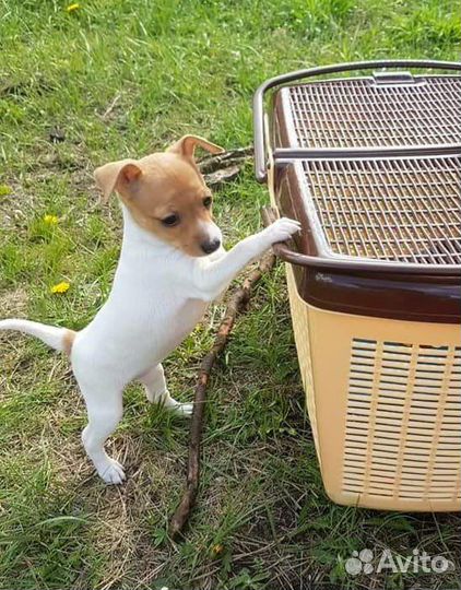 Американский той фокстерьер