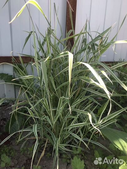 Фалярис. Вербейник. Кохея