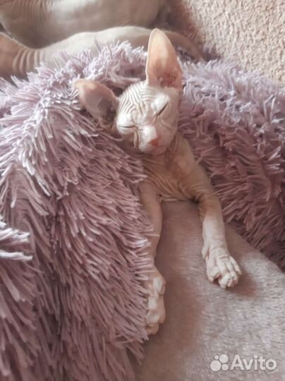 Донской сфинкс котята