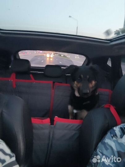 Доставка животных