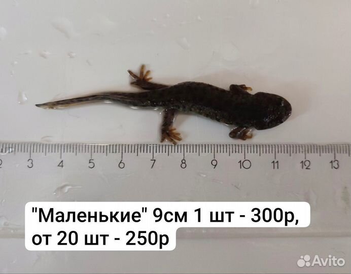 Тритон испанский