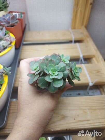 Эхиверия суньен кустовой