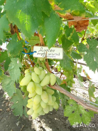 Саженцы и черенки столового винограда