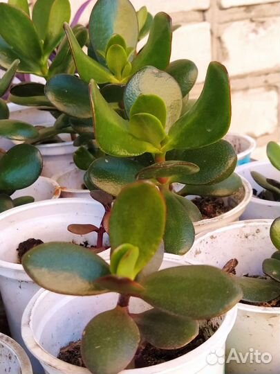 Пеларгония, Цветы комнатные