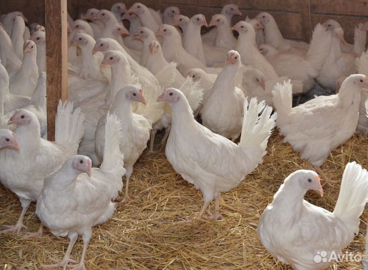 Куры-Молодки