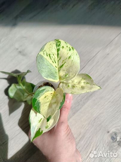 Комнатные растения