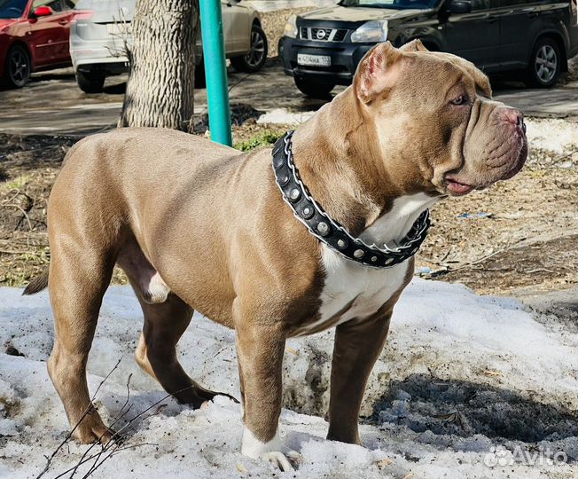 Собака Американский Булли вязка