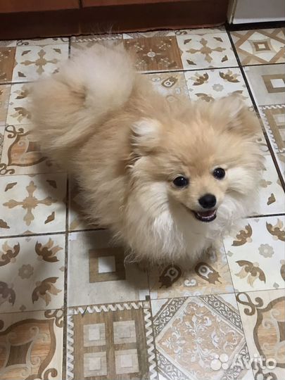 Щенки шпица