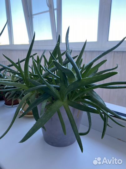 Суккуленты